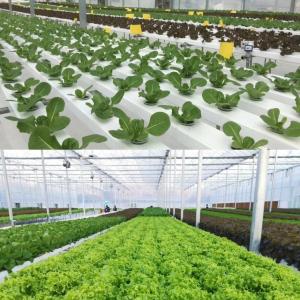 Wholesale Building Materials Steel Structure Large Size Horticulture Greenhouse with Glass Roof from china suppliers