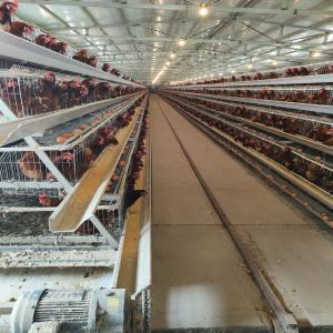 Wholesale Breeding Equipment Customized Multi Layer Chicken Cage European 54 Chickens from china suppliers