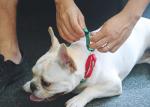 Custom Green 1.5 Inch 2 Inch Wide Nylon Dog Collars With Metal Buckle