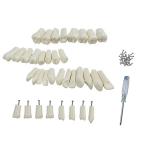 32pcs / Set Dental Typodont Replacement Teeth Dental Student Practice Tools