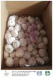 China fresh garlic export to Angola by Pioneer garlic with 10kg loose packing
