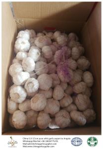 Wholesale China fresh garlic export to Angola by Pioneer garlic with 10kg loose packing ctn box from china suppliers