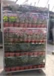 Flower CC Racks Danish Trolley / CC Container Shelves 40*48*72 Inch