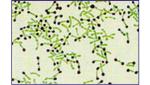 Laboratory Research Metachromatic Granules Stain 2vials×20ml/Kit