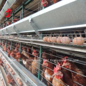 Wholesale H Type Automatic Poultry Layer Cage 15000 Birds Popular In Africa Rose from china suppliers