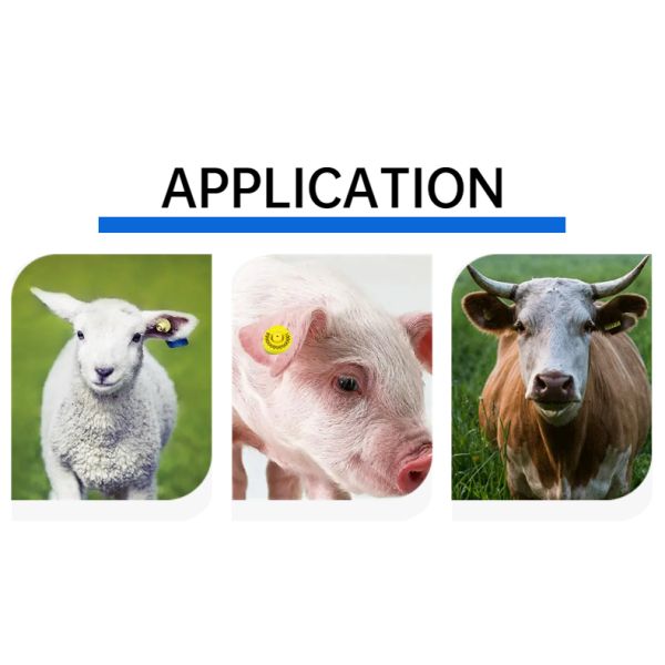 Full ICAR Certified RFID Electronic Ear Tags For Livestock Tracking