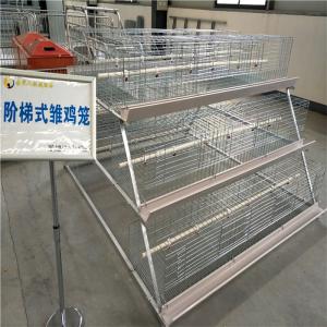 Wholesale A Type Chicken Brooding Cage Hot Galvanized For Chicken Farm from china suppliers