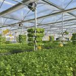 Multi-Span Film Greenhouse for Grass Planting and Flowers