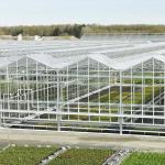 Vegetable Hydroponics Venlo Tempered Glass Greenhouse Multispan For Tomato