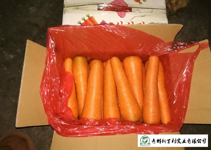 Immune Function Fresh Organic Carrots Enhance Good For Body Health