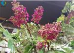 Outdoor Fake Lagerstroemia Indica Tree For Corner Decoration 3m Height