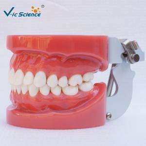 Wholesale Standard Dental Study Models 28/32 Pcs Typodont Model For Bilological from china suppliers