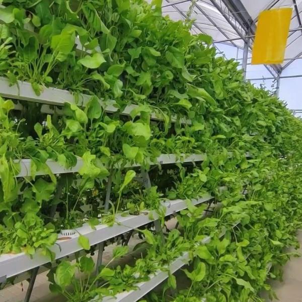 2000.000kg Package Gross Weight Commercial Greenhouse for Hydroponics Climate