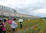 Energy Efficient Multi Functional PC Greenhouse With Seeding Bench - Suitable