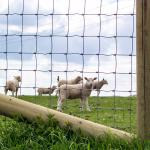 2.6m Height Rot Proof Hinge Joint Fence Barbered Wire Durable Best Field Fence