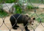 7x7 Stainless Steel Tiger Metal Zoo Wire Rope Mesh