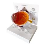 PVC Medical Science Human eye anatomy model For Display Education