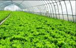 Anti Fungus Agriculture Insect Net UV Resistant HDPE 5000S