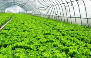 Wholesale Anti Fungus Agriculture Insect Net UV Resistant HDPE 5000S from china suppliers