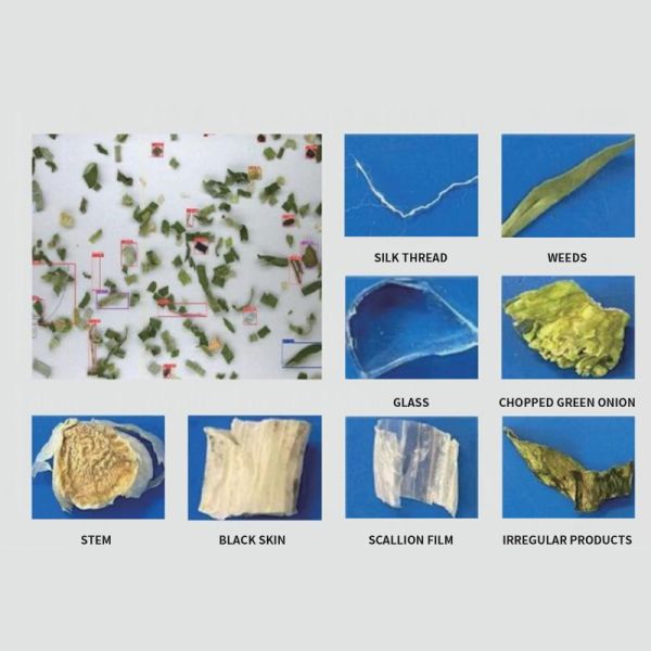 High Capacity Color Sorter for Chopped Dried Scallion Sorting