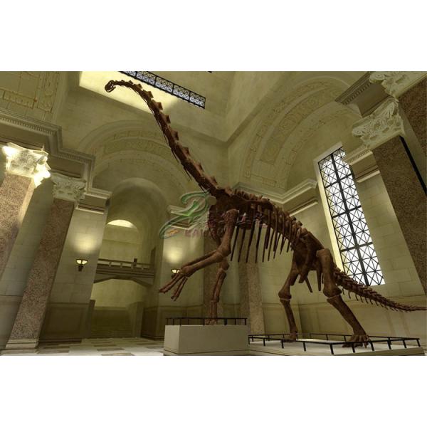 Attractive Complete Dinosaur Fossil Model , Fiberglass Dinosaur Fossil Replicas