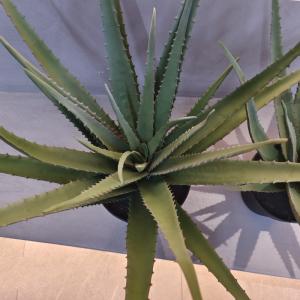 Wholesale Lifelike Plastic Aloe Plant Indoor Outdoor Artificial Aloe Vera Faux Greenery Decoration from china suppliers