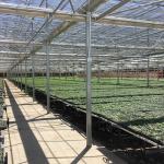 Food Grade PVC Planting Trough for Large-Scale Hydroponic Greenhouse Growing
