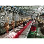 Customized Slaughter Line for Butcher Chicken Killing Machinery 300-1000 Bph