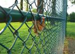 Chain Link Fence Netting and Decorative Curtains