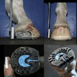 25 Shore A Fast Curing Silicone Impression Material Horse Hoof Treatment