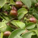 Raws Cosmetic Camellia Seed Oil Barrel Moisturizing Calming Ingredients