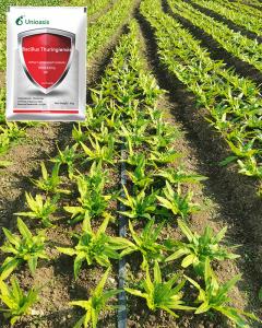 Wholesale Crop Pests Biological Insecticides Bacillus Thuringiensis For Caterpillars from china suppliers