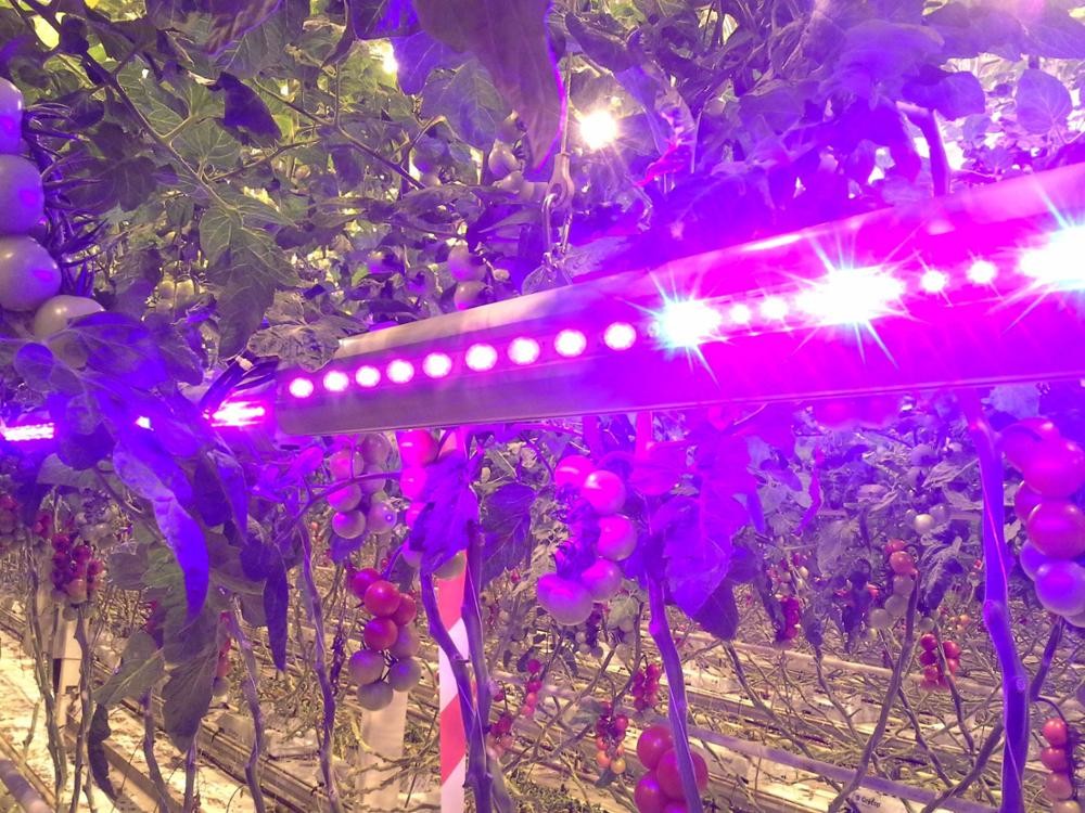 Driverless AC COB LED