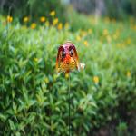 Small Metal Solar Garden Animals Plug In Solar Powered Outdoor Lights Multiple