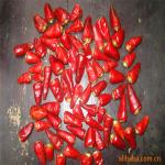 Dark Red Air Dried Bullet Chili (20 000-30 000 SHU)