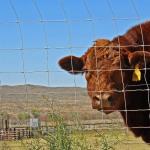 China Supplier Cattle Fence Bulk Cattle Fence For Used Hog Wire Fence