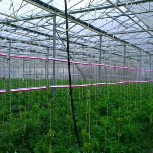 Wholesale Hydroponic Growing System Green House Multi Span Agriculture Greenhouses Growing Lettuce Cucumber from china suppliers