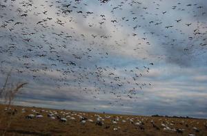 Wholesale ANTIQUE HUNTING REPRO 8 X 10 PHOTOGRAPH HUNTER'S LOTS OF SNOW GEESE from china suppliers