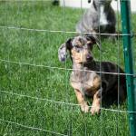 Hot Sale China Manufacture Quality Welded Wire Mesh Size 3/4 X 3/4 Hot Dipped