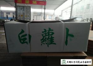 Wholesale Own Plantation Fresh White Radish Supply To Frozen Vegetable Factory from china suppliers