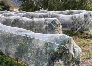 China UV Protection Agriculture Insect Net Orchard Insect Mesh High Density Greenhouse Insect Net on sale