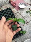 50 Cells Plant Propagation Nursery Seedling rice seedling tray Hydroponics