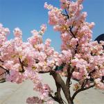 3m Fake Japanese Style Cherry Blossom Tree Sakura Flower Garden Decoration