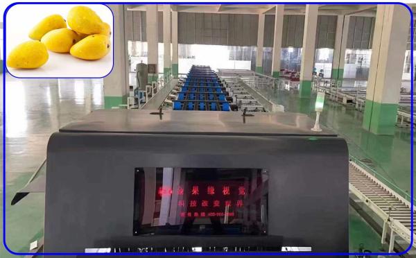 Diversified Fruits Sorting Equipment 3 Channel Intelligent Mango Sorter