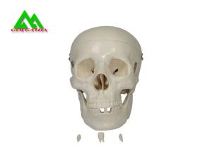 Wholesale Plastic Medical Teaching Models Anatomical Human Skull For Studying Anatomy from china suppliers