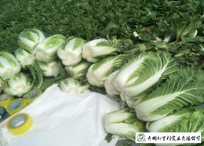Big Size Fresh Chinese Cabbage Own Plantation Supply To Supermarket