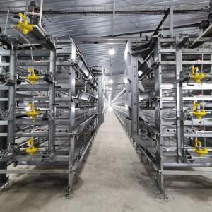Wholesale Q235 H Type Automatic Broiler Chicken Cage In Poultry Farm from china suppliers