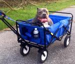 Green 4 Wheel Hand Trolley Cart for Easy Transport at Outdoor Parties and