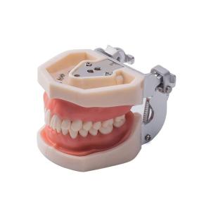 Wholesale Replacement Teeth Typodont Model For Student Practice Nissin Teeth from china suppliers