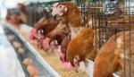 L-Lactic Acid Poultry Protein Supplement Complete Layer Hen Feed High Peptide